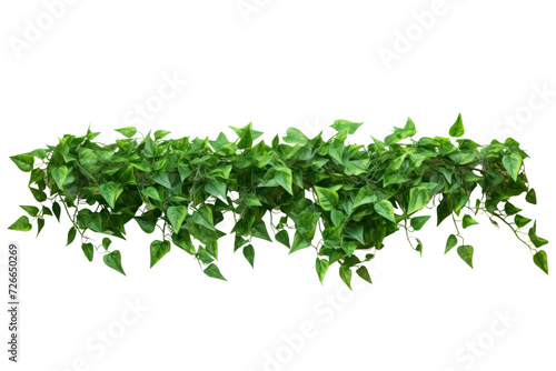 Shrubs, vines of popular tropical plants, creepers, isolated on white transparent background.