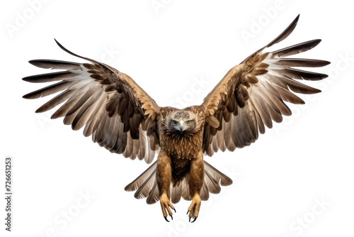 very dangerous species of predator. Majestic bird. isolated on white transparent background.