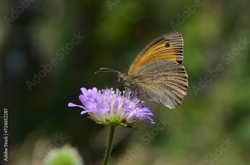 Φωτογραφία butterfly drinks nectar from a purple flower