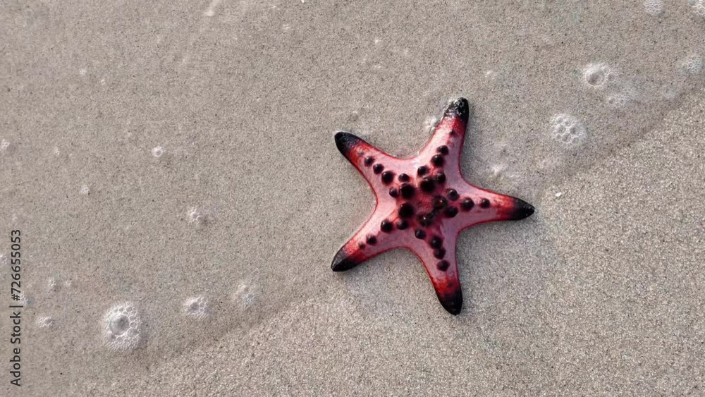 Red and black starfish on sandy shore marine life concept suitable for travel and nature themes Red and black starfish on sandy shore marine life concept suitable for travel and nature themes