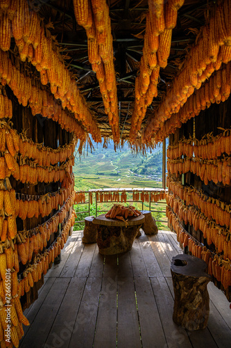 Golden Corn Drying for the Winter