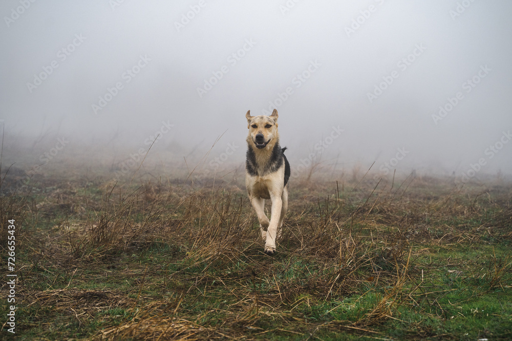 Happy dog running in foggy grass, a pet running in a misty weather, beautiful dog in amazing landscape, dog smiles Happy dog running in foggy grass, a pet running in a misty weather, beautiful dog in amazing landscape, dog smiles