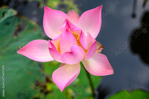 Pink Lotus
