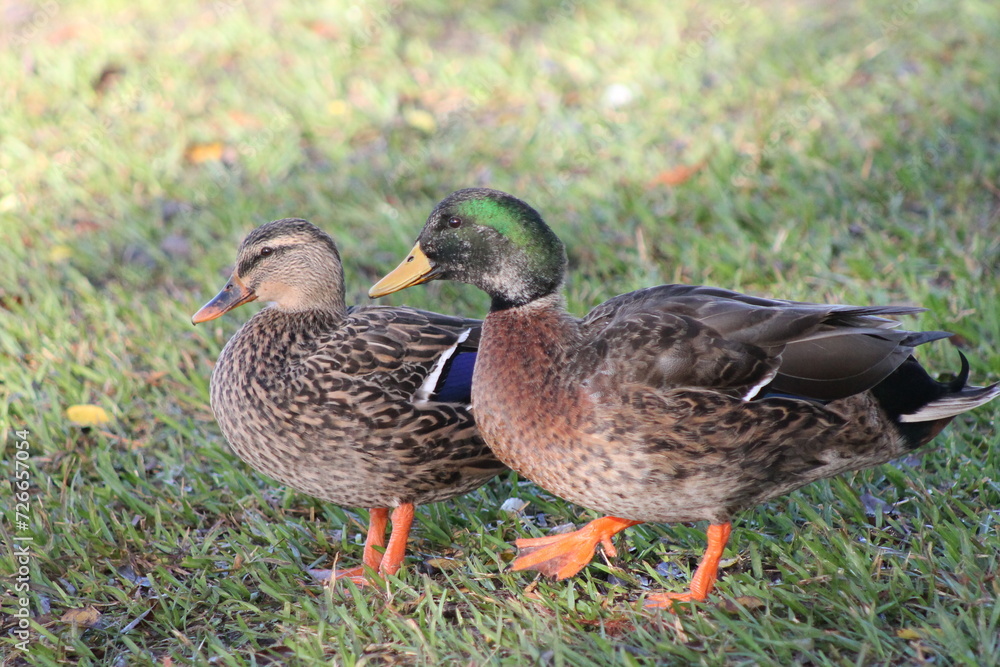 Brown and Greenish Ring neck Mallard or Wild duck (Anas platyrhynchos) Brown and Greenish Ring neck Mallard or Wild duck (Anas platyrhynchos)