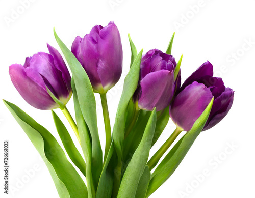 Violett Tulpen isoliert auf weißem Hintergrund, Freisteller 