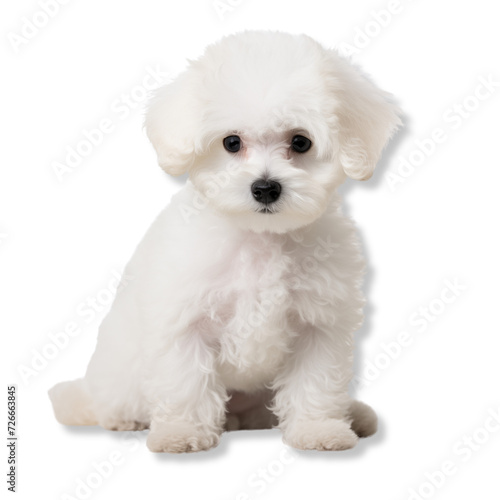 Portrait of a Poodle puppy, white poodle puppy sitting, transparent background