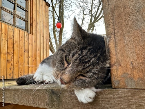 Katze auf Baumhaus