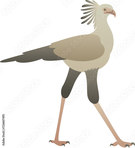 Flat minimalist color illustration of Secretary Bird standing, walking. African exotic wild animal clipart isolated on white background.