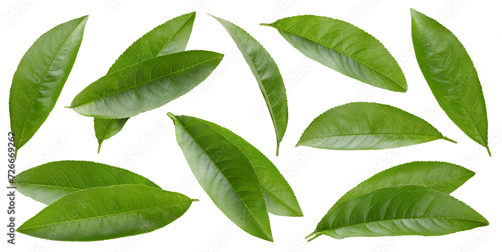 Peach leaf isolated clipping path