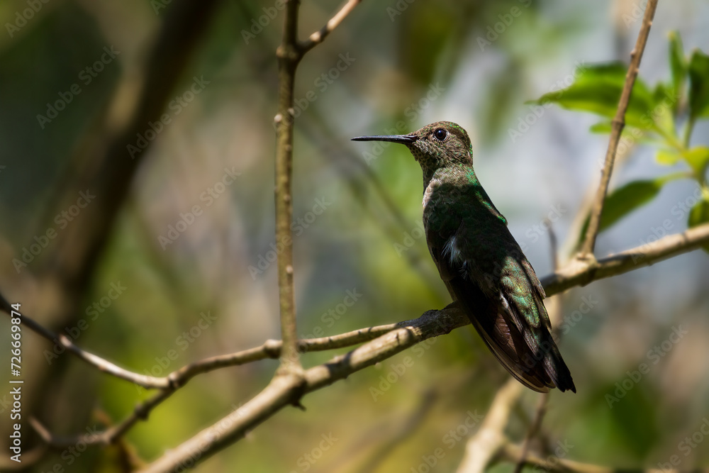 Hummingbird in forest. Sombre hummingbird (Eupetomena cirrochloris).