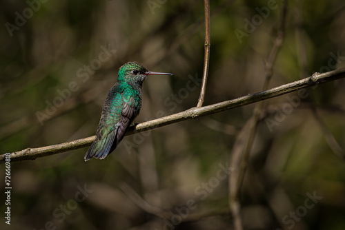 Humming bird in forest. Sombre hummingbird (Eupetomena cirrochloris).