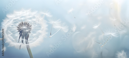 Dandelion  on a blur  background , dandelion Flight  , Feelings card , joy, condolence, grieving,  loss, support, funerals
 photo