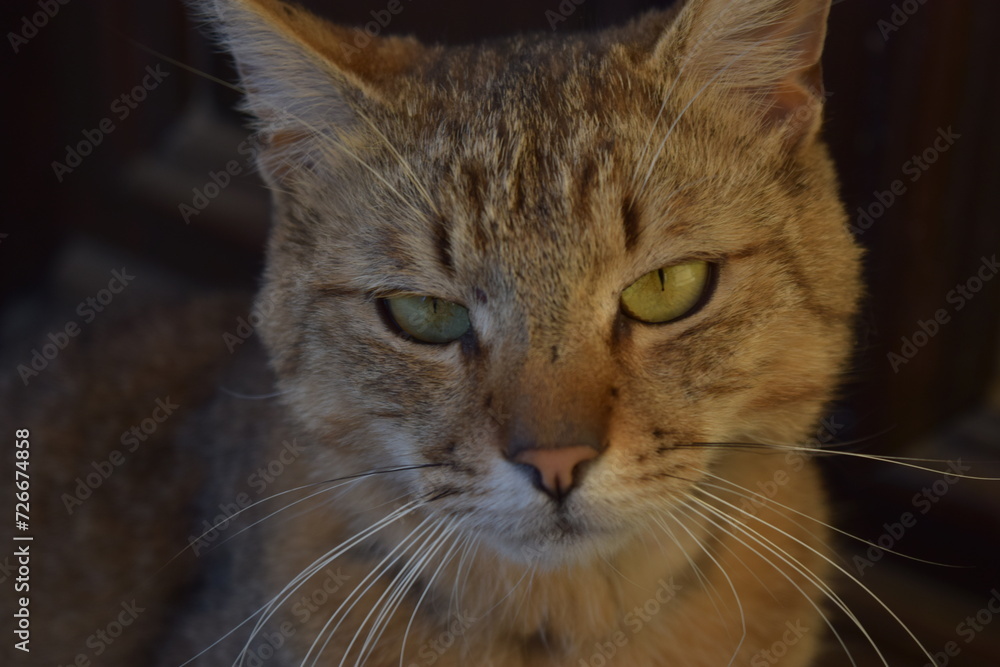 Grumpy tabby / grey cat close up Grumpy tabby / grey cat close up