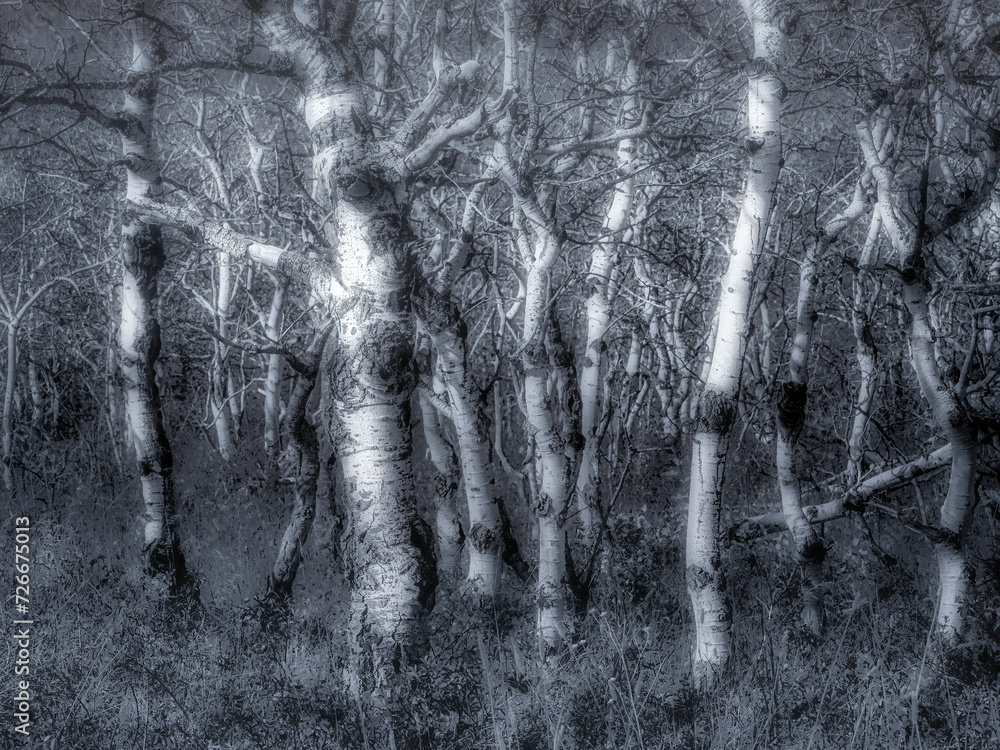 Dancing Aspen Forest Dancing Aspen Forest