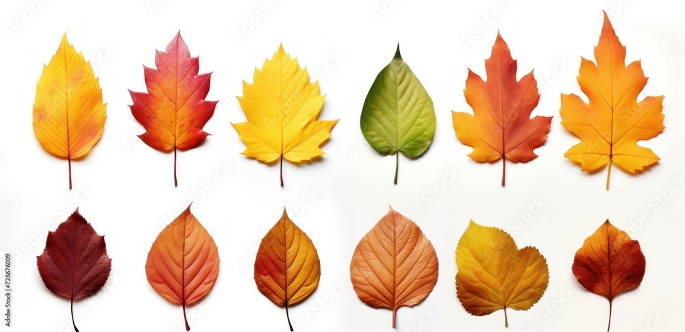 Autumn leaves isolated on a white background