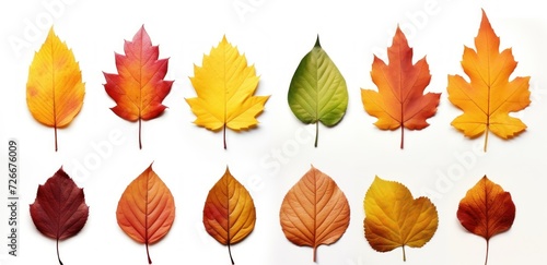Autumn leaves isolated on a white background © tydeline