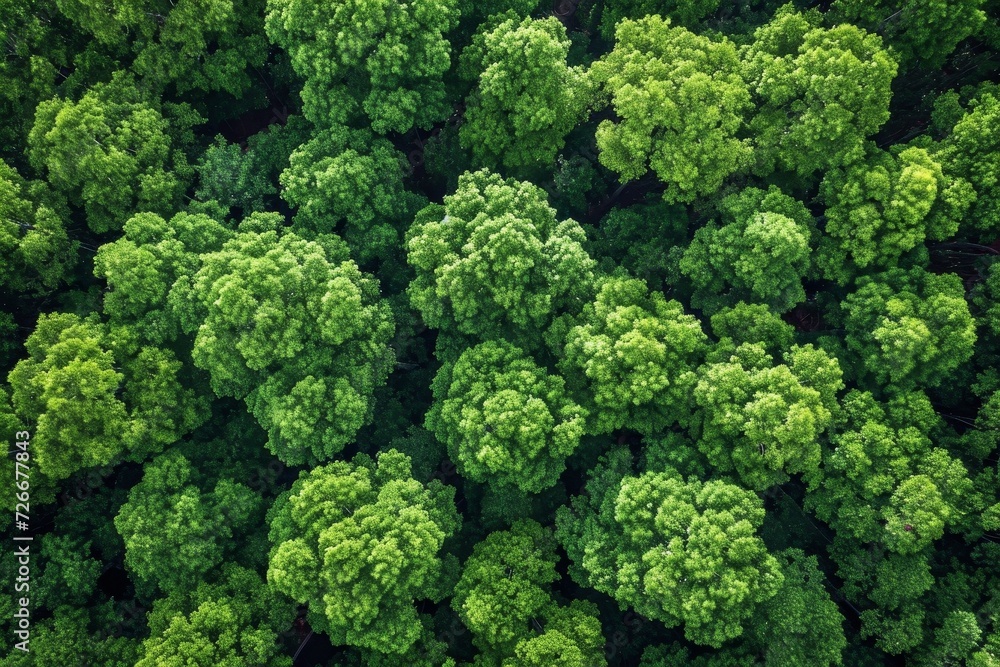 An abundant grove of verdant trees, resembling a colorful assortment of fresh vegetables such as cabbage and broccoli, thriving in the great outdoors