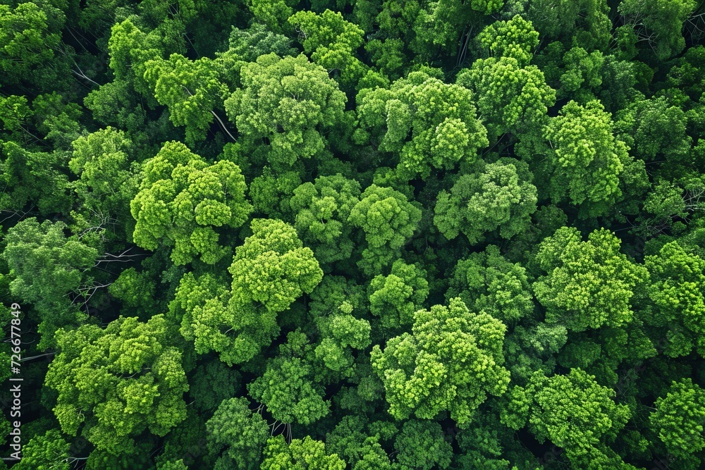 From a bird's eye perspective, a lush green landscape of towering trees and vibrant cabbage plants form a picturesque outdoor scene in the heart of nature