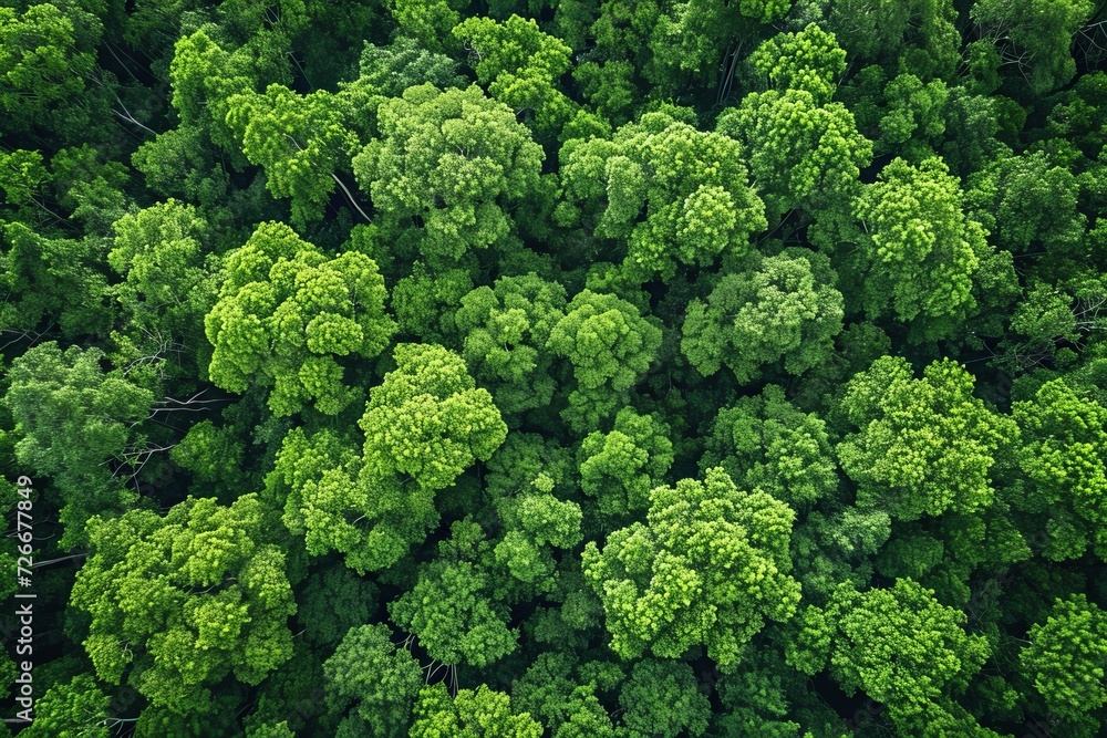 From a bird's eye perspective, a lush green landscape of towering trees and vibrant cabbage plants form a picturesque outdoor scene in the heart of nature From a bird's eye perspective, a lush green landscape of towering trees and vibrant cabbage plants form a picturesque outdoor scene in the heart of nature