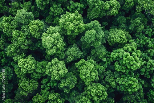 Vibrant patterns of green vegetation dance among the towering trees, while a lone cabbage stands out in the lush outdoor landscape of this majestic forest