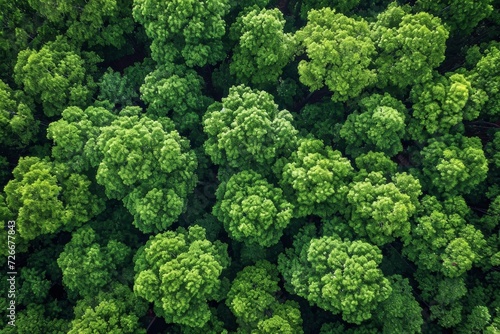 An abundant grove of verdant trees  resembling a colorful assortment of fresh vegetables such as cabbage and broccoli  thriving in the great outdoors