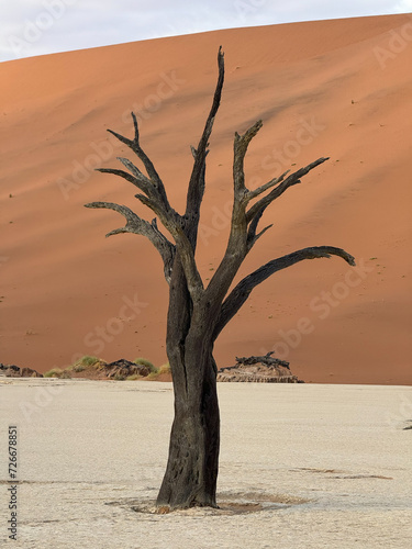 dreadvlei, sossusvlei, Namibia © Michal