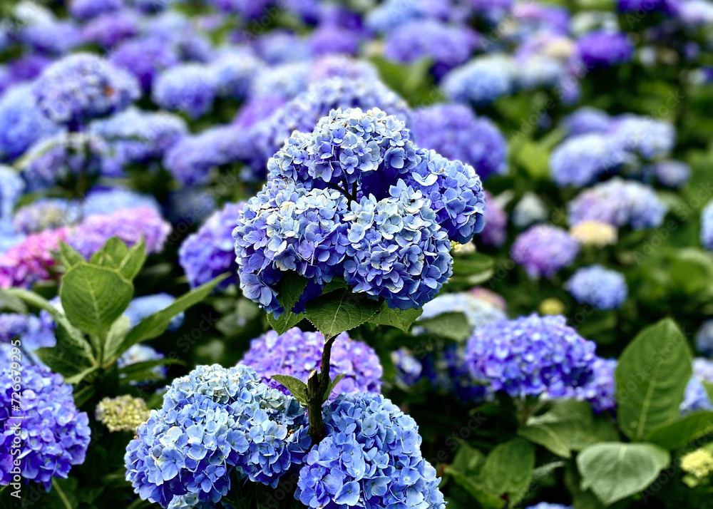 Purple Hydrangeas flower and green leaf in Yang Ming Mountain Taiwan Purple Hydrangeas flower and green leaf in Yang Ming Mountain Taiwan