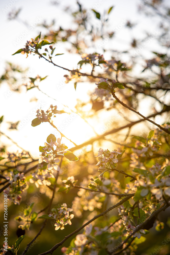 Apple blossom petals on a tree branch. Sunset light in the background. Beautiful nature shot. Apple blossom petals on a tree branch. Sunset light in the background. Beautiful nature shot.
