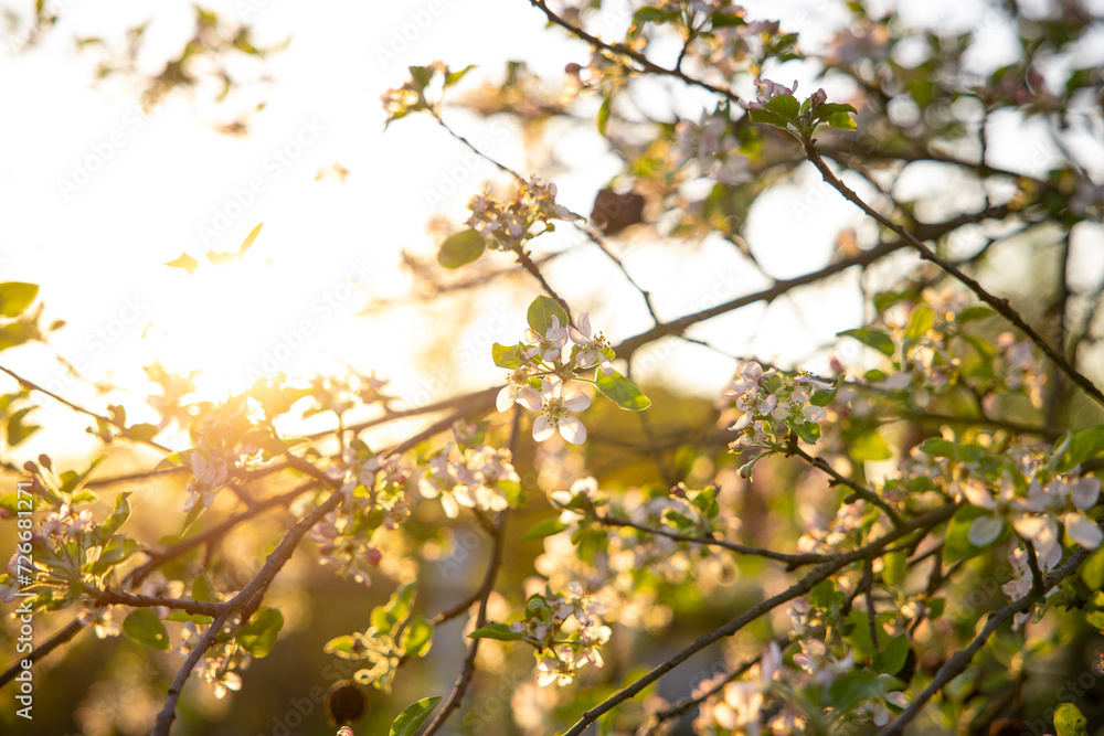 Apple blossom petals on a tree branch. Sunset light in the background. Beautiful nature shot. Apple blossom petals on a tree branch. Sunset light in the background. Beautiful nature shot.