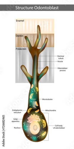 Structure Odontoblast. Illustration of polarized odontoblasts. Odontoblast process