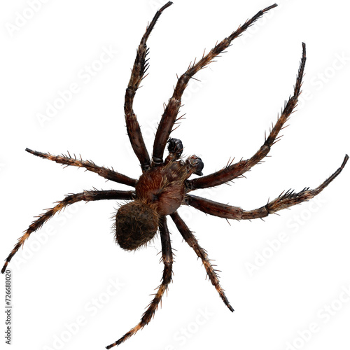 Premium Isolated Real Hairy Spider