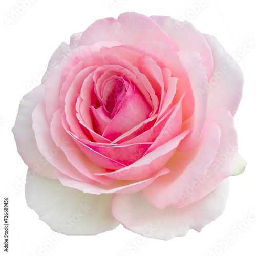 Fresh beautiful pink rose isolated on a transparent background. Detail for creating a collage