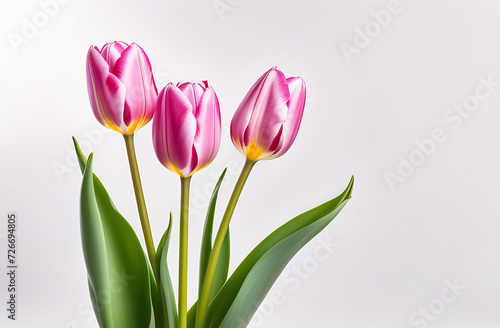 three tulips flowers  international woman day