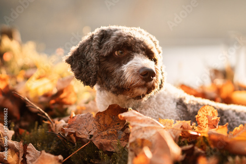 lagotto romagnolo portrait water 