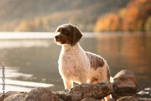 lagotto romagnolo portrait water 
