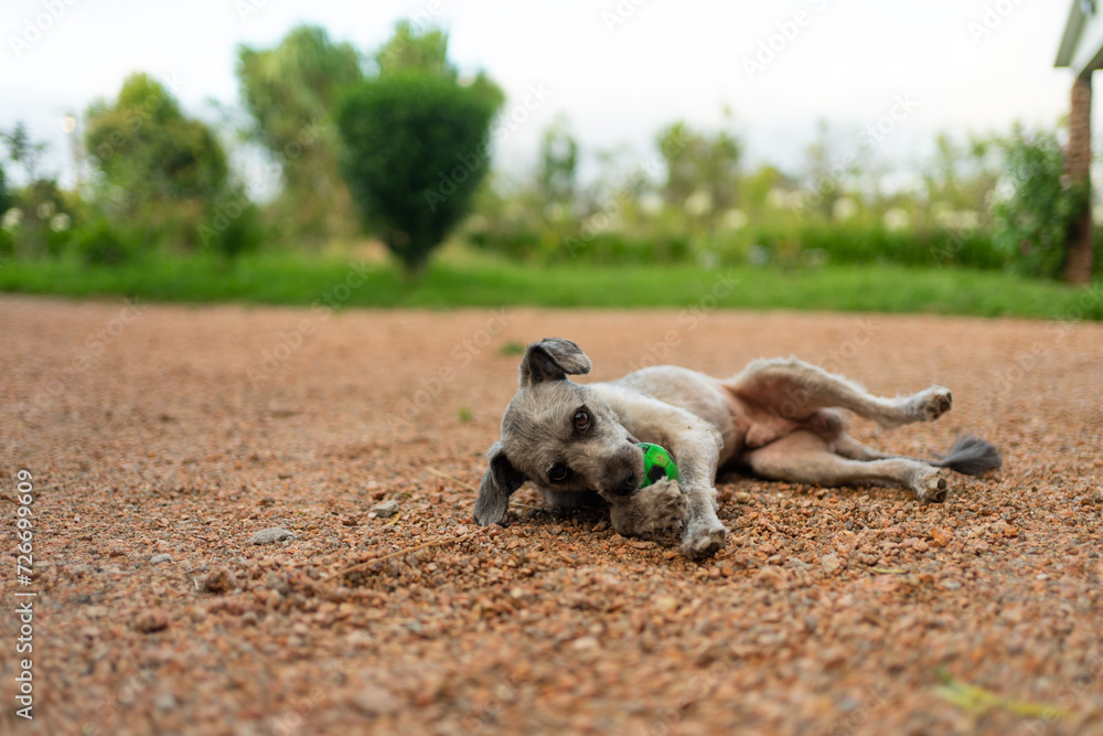 A gray dog playing with a green ball in the field. National Pet Month A gray dog playing with a green ball in the field. National Pet Month