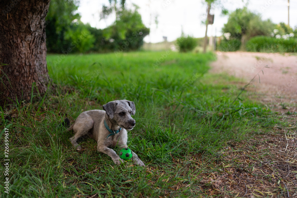 A gray dog playing with a green ball in the field. National Pet Month