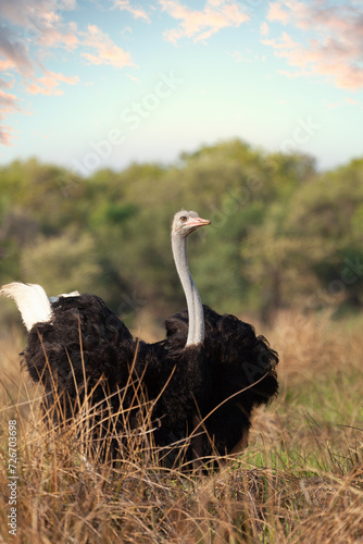 ostrich walking in the bush, wildlife game reserve in Botswana