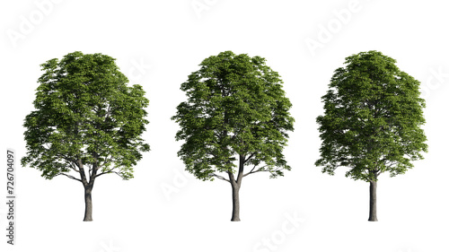 set of big trees  3d rendering with transparent background