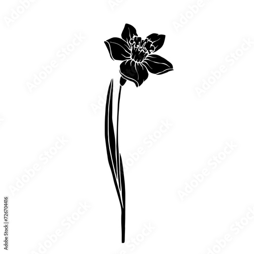 Silhouette,doodle of spring daffodil flower.Vector graphics.