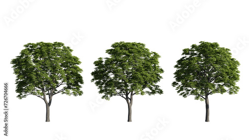 set of big trees  3d rendering with transparent background