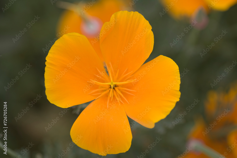 Clovis flower close up. Clovis flower close up.