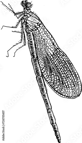 Hand drawn vintage vector sketch of a dragonfly 