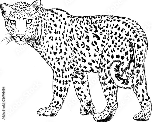 Hand drawn vintage vector sketch of leopard . Black and white elements for colouring or tattoo 