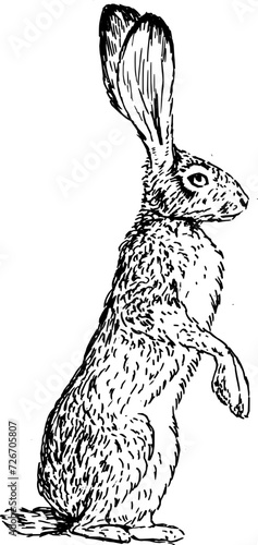 Hand drawn vintage vector sketch of hare . Black and white elements for colouring or tattoo 