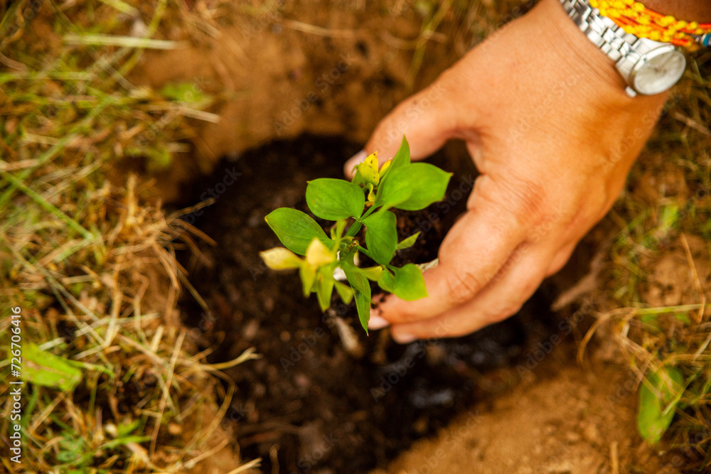 Cultivating a greener tomorrow: A woman's hand tenderly plants a baby tree, symbolizing growth and environmental care. Ideal for eco-conscious concepts. Cultivating a greener tomorrow: A woman's hand tenderly plants a baby tree, symbolizing growth and environmental care. Ideal for eco-conscious concepts.