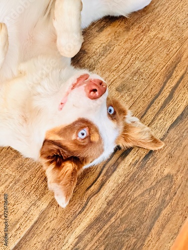 Cachorro da raça Border collie com olhos azuis