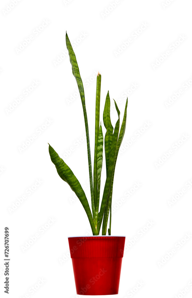 houseplant Sansevieria in a red pot on a white background. houseplant Sansevieria in a red pot on a white background.