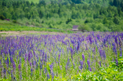 A field with lupines