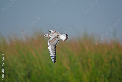 A gull flying over the lake. Black-headed Gull.  Latin name Chroicocephalus ridibundus. Green reeds in the background. photo